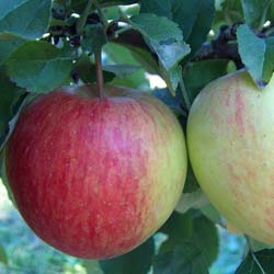 Apple tree 'Corail Pinova'